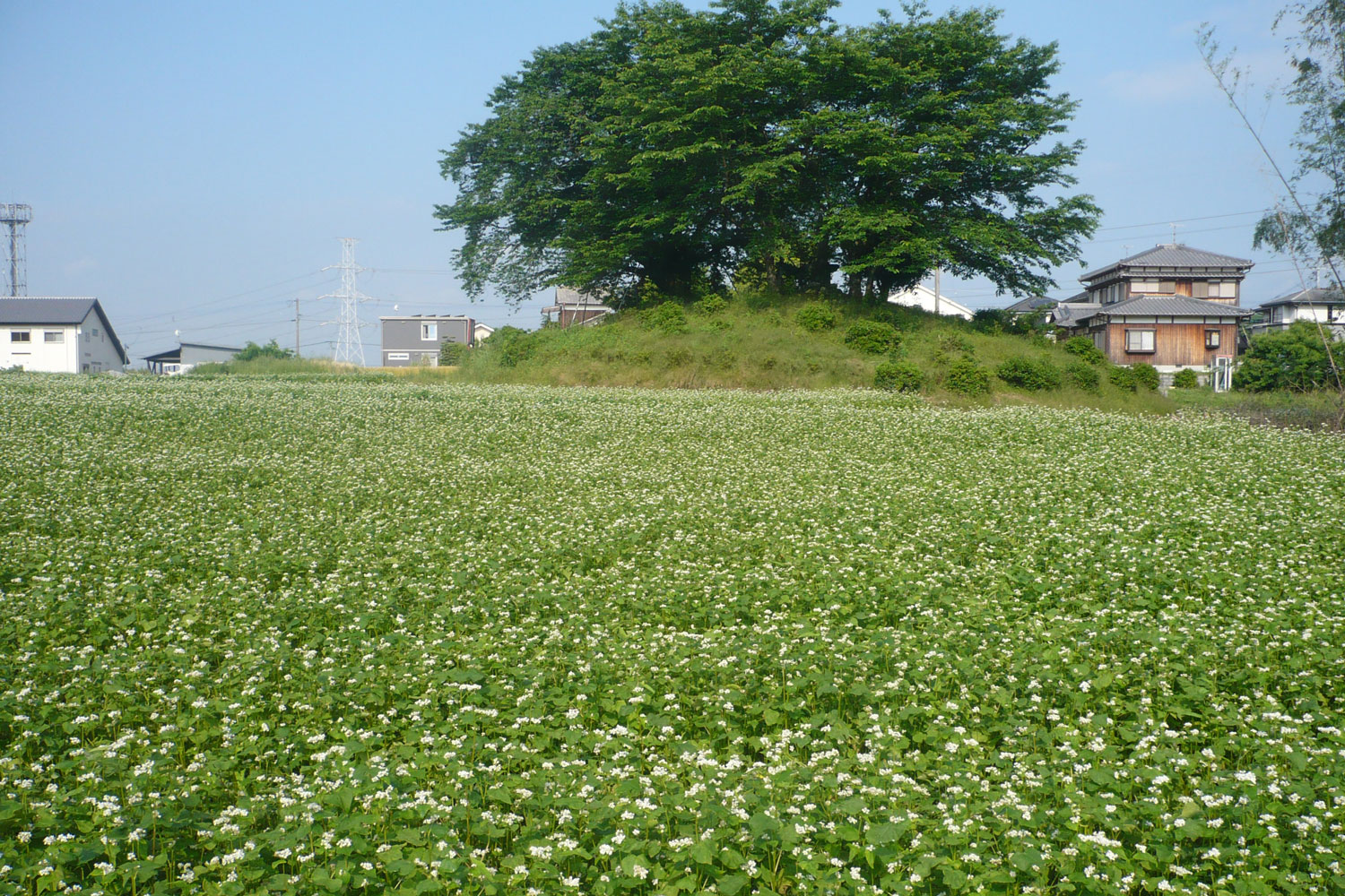 大塚古墳（写真奥、桜の木）と、一面の蕎麦の花畑