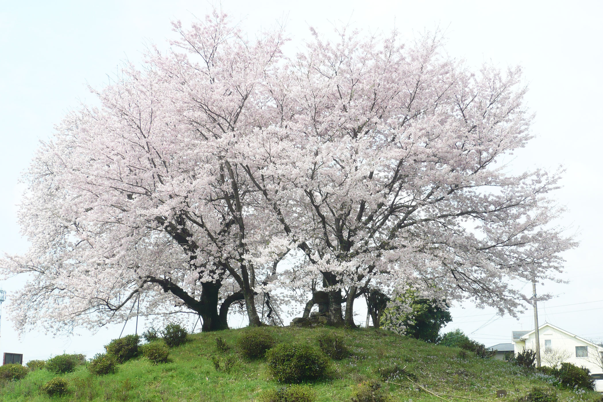 大塚古墳の桜